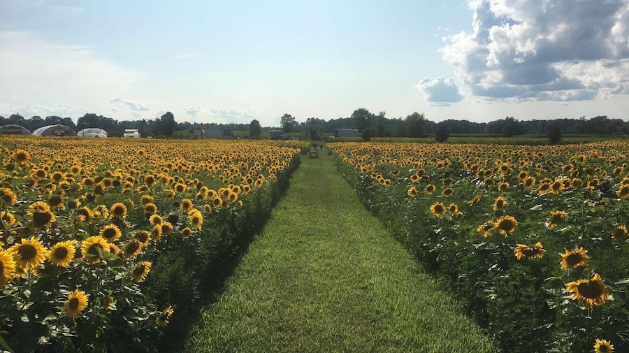 beautiful sunflower field at Wagner Farms in Rome from last year (2018). hoping they do it again this year!