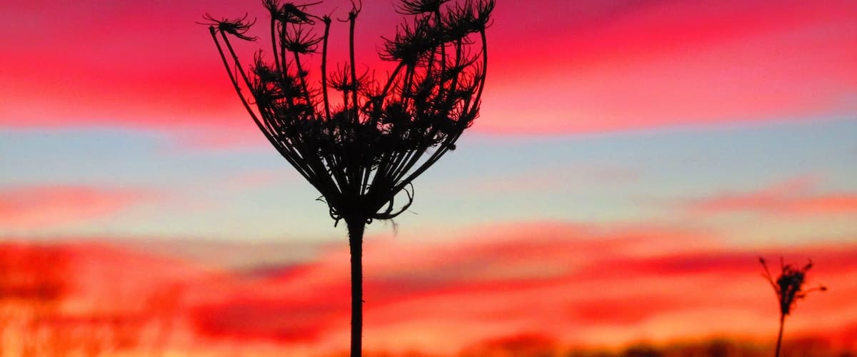 I love finding beauty in my own backyard. Who knew that the coldest night of the year would bring out the most beautiful sunset? Braved the below zero temperatures to capture this beautiful moment during #goldenhour 
When snapping pics of the sunset patience is key, even when you're freezing cold it's worth the wait. #colorful #bestof5