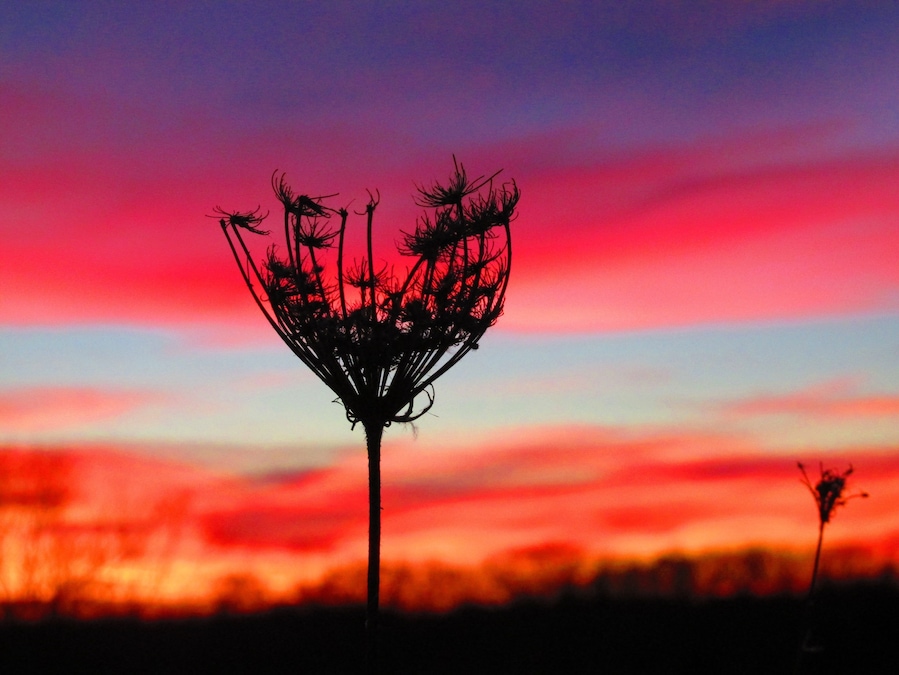 I love finding beauty in my own backyard. Who knew that the coldest night of the year would bring out the most beautiful sunset? Braved the below zero temperatures to capture this beautiful moment during #goldenhour
When snapping pics of the sunset patience is key, even when you're freezing cold it's worth the wait. #colorful #bestof5