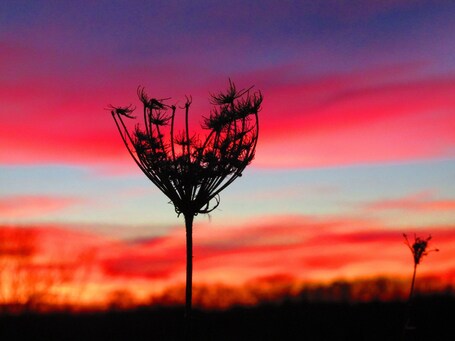 value: "I love finding beauty in my own backyard. Who knew that the coldest night of the year would bring out the most beautiful sunset? Braved the below zero temperatures to capture this beautiful moment during #goldenhour \nWhen snapping pics of the sunset patience is key, even when you\'re freezing cold it\'s worth the wait. #colorful #bestof5"
