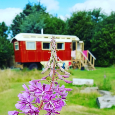 Beautiful Vintage Holidays in reclaimed showman's wagons in the Cornish countryside. THE DUKE has own private meadow,cosy wood burner, fitted kitchen,private bathroom with lovely hot shower and a wood fueled hot tub.Wine & cake on arrival.Pet friendly. Just ♡♡♡♡