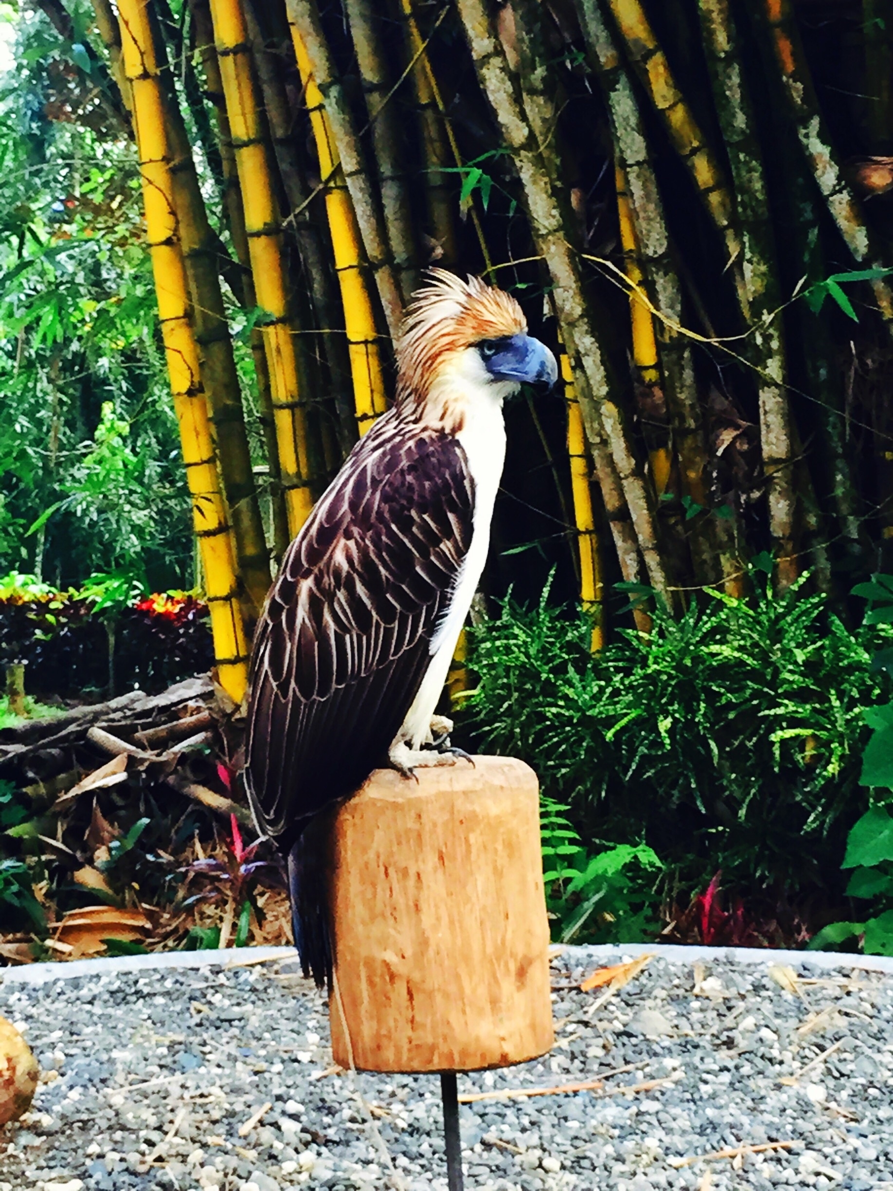 The Mighty Philippine Eagle. 