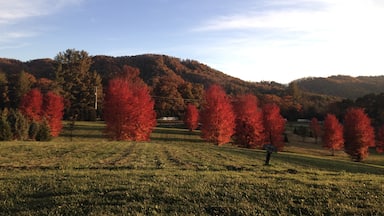 Fiery red trees bringing colour to the Blue Ridge Parkway in winter #lifeatexpedia