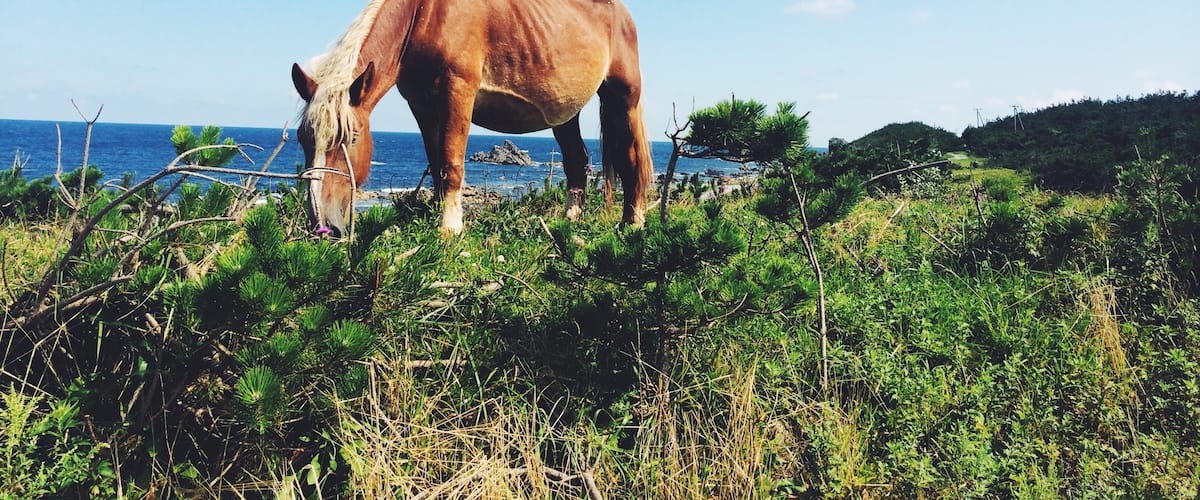A very tippy point of northern Honshu on the Shimokita Peninsula where wild horses roam.