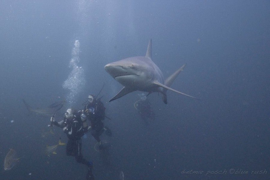 Visit Durban while in South Africa and get Patrick from Calypso UShaka Dive Center to arrange a shark dive on the Aliwal Shoal which is famous for its sharks. We had 20-30 Oceanic Blacktips with us for almost an hour. Sadly no Tiger Sharks arrived on the day we were there.