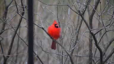 A bright red cardinal hunkers down in the cold blustering winds blowing off of the Hudson River. 
#winterwonders