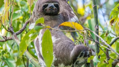 Sloth directly across the river from Curassow Amazon Lodge. In 4 days we saw 15 sloths including mother and baby :)