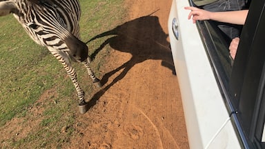 A once-in-a-lifetime experience! The kids LOVED seeing the animals, especially the zebras, up close.