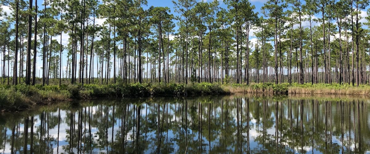 Slash pines, ponds and blue skies along the parks scenic Swamp Island Drive.