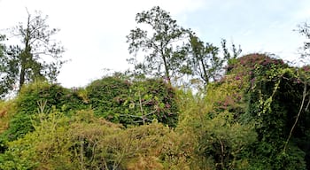 I've been told that Costa Rica has 15% of the biodiversity of the world.  While the trip from the airport was mainly developed I started to take pictures of the plant life on the bus ride to our hotel.