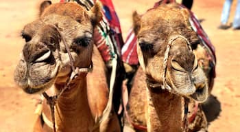 Camels in Morocco