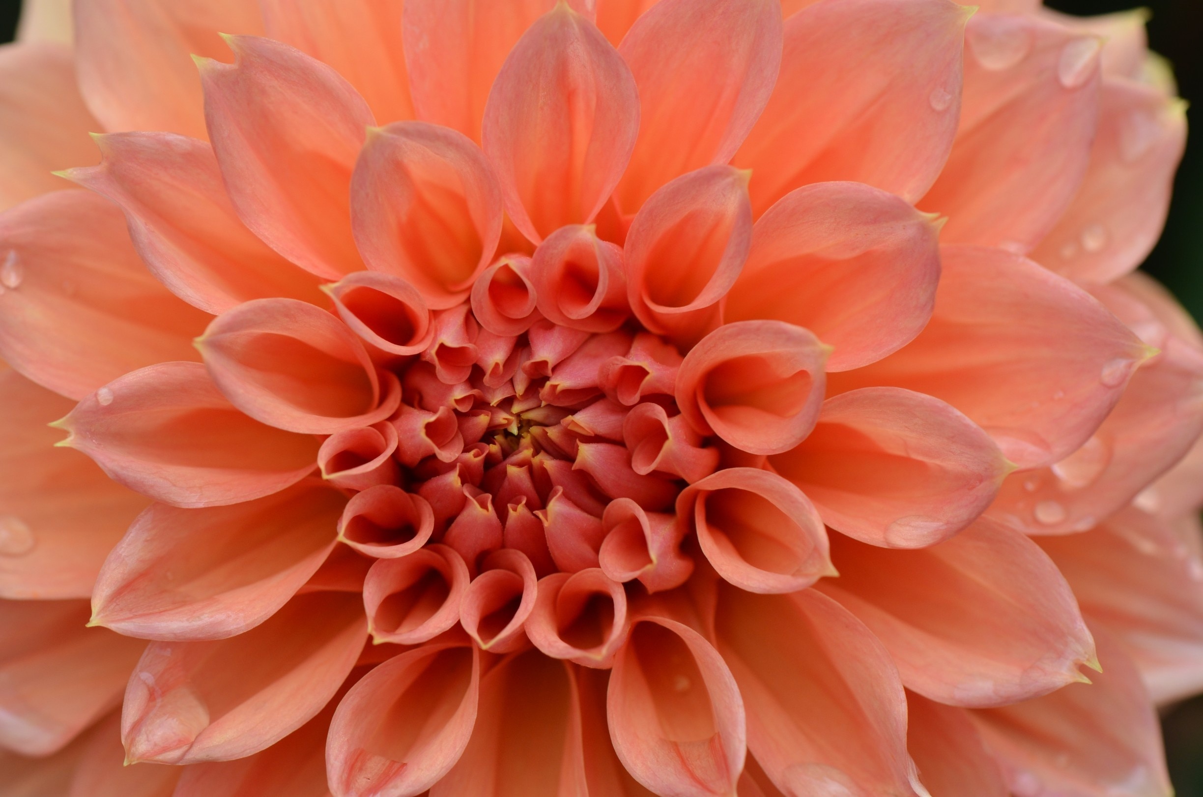 10 TOP Things to Do in Mount Tomah November 2023 Expedia