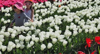 It's easy to get immersed in the tulips at this annual festival in Abbottsford BC.