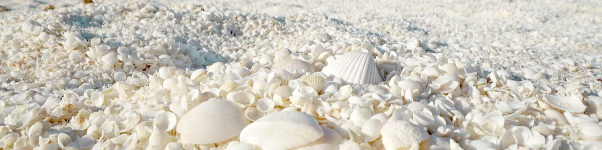 For Seashell Supplies check out my Philippine Page.. we ship worldwide...
https://www.facebook.com/seashellsuppliesph/
SHELL BEACH is a beach in the Shark Bay region of Western Australia, 45 kilometres south-east of Denham.
Situated on the northeastern side of the Taillefer Isthmus, it covers a 110 km long stretch of coast along the L'Haridon Bight. It is one of only two beaches in the world made entirely from shells.
The beach was named "Shell Beach" because of the great abundance of the shells of the cockle species Fragum erugatum. The seawater in the L'Haridon Bight has a high salinity due to both the geomorphology and local climate of the area. This high salinity has allowed the cockle to proliferate unchecked, since its natural predators have not adapted well to this environment.
The shells typically reach a depth of 7 to 10 metres. Over time, the shells have formed a limestone that is known as Coquina.
#blue
#BeachBound