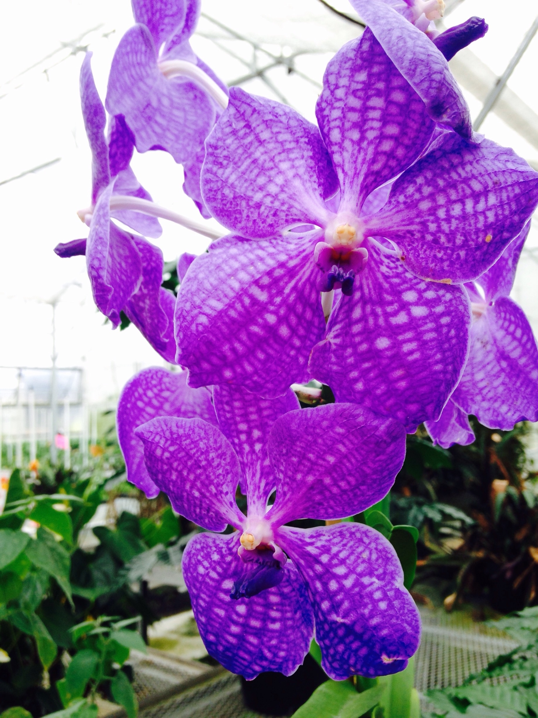 If you are an orchid fan or just an avid gardener, this place has an outstanding collection of exotic orchids that can be shipped to the mainland. 