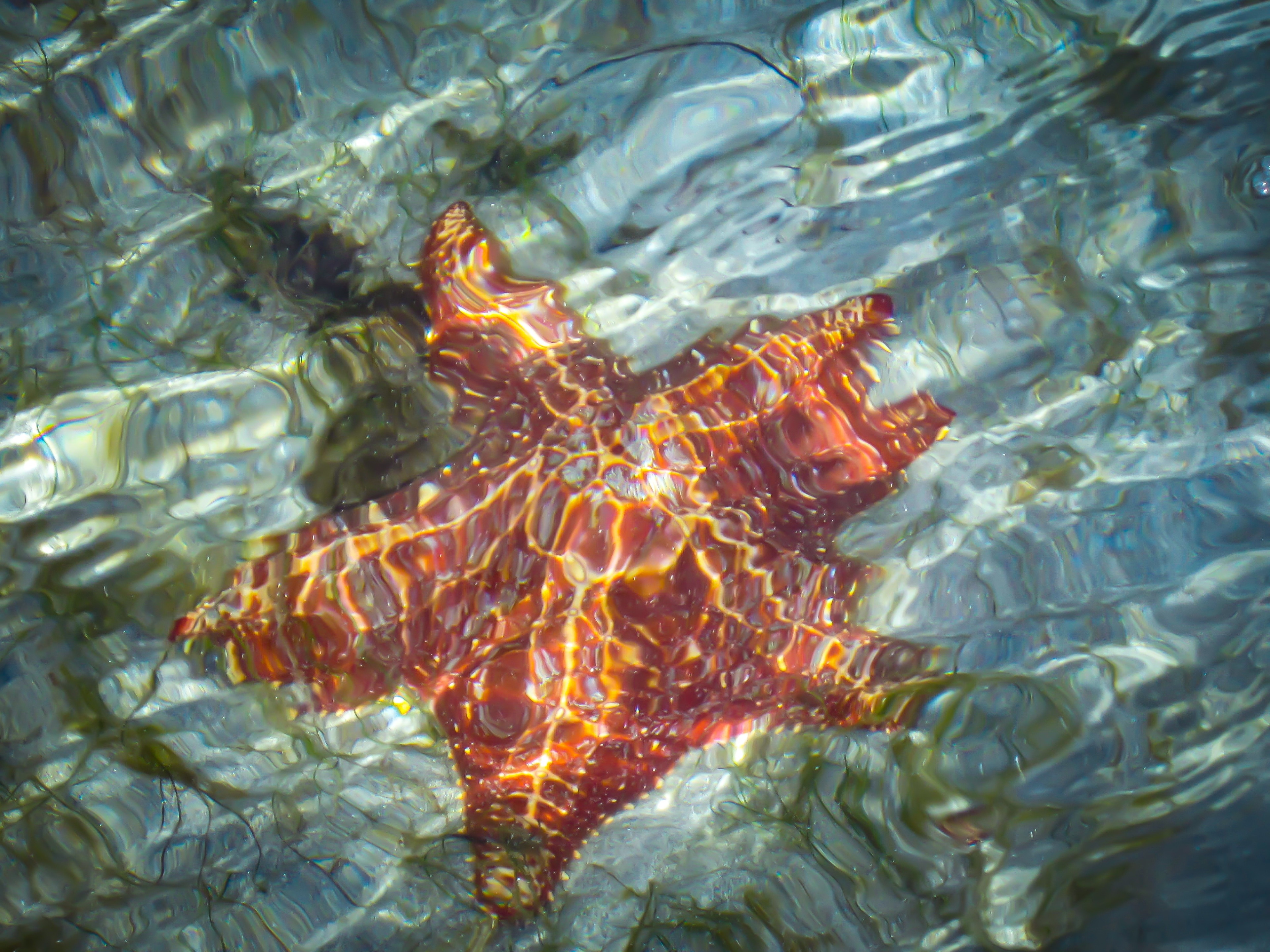 Starfish beach in Panama, really lives up to its name, with hundreds of starfishes all over its white sand with blue/transparent water. If you ever go there please don't pick them up and be careful not to step on them #nature. 