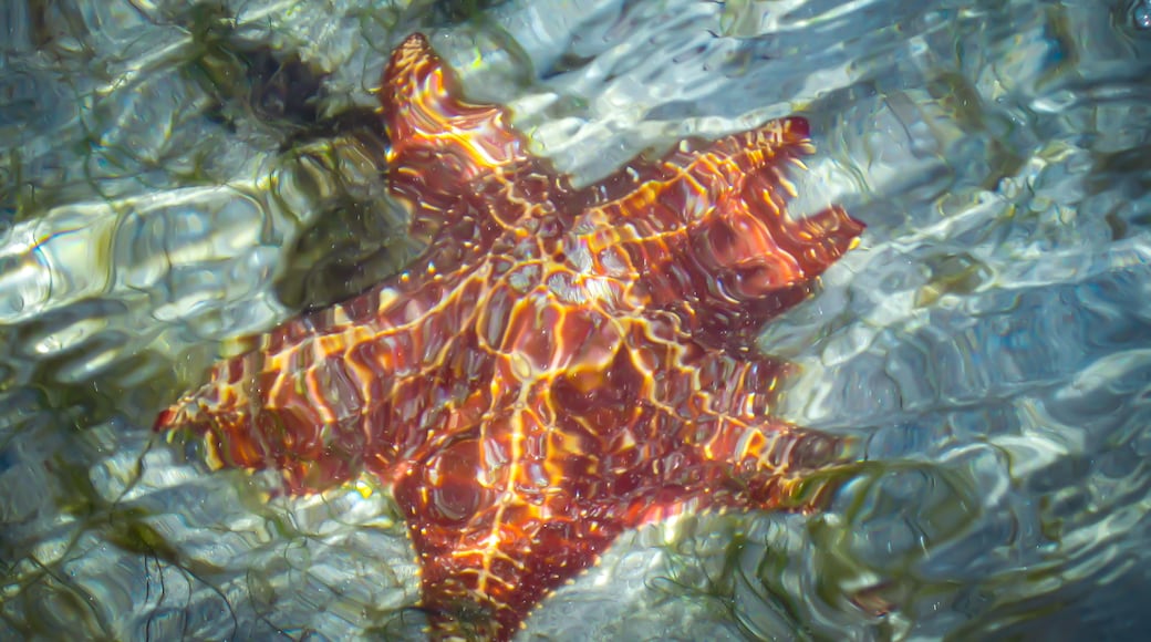 Starfish Beach, Bocas del Toro, Bocas del Toro Province, Panama