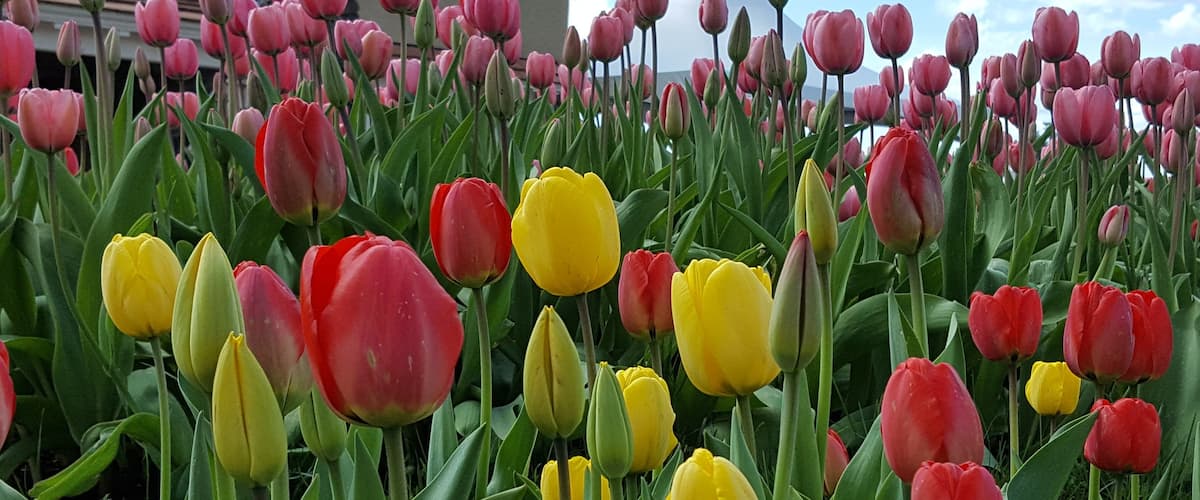 Tulip Festival  #SpringFun