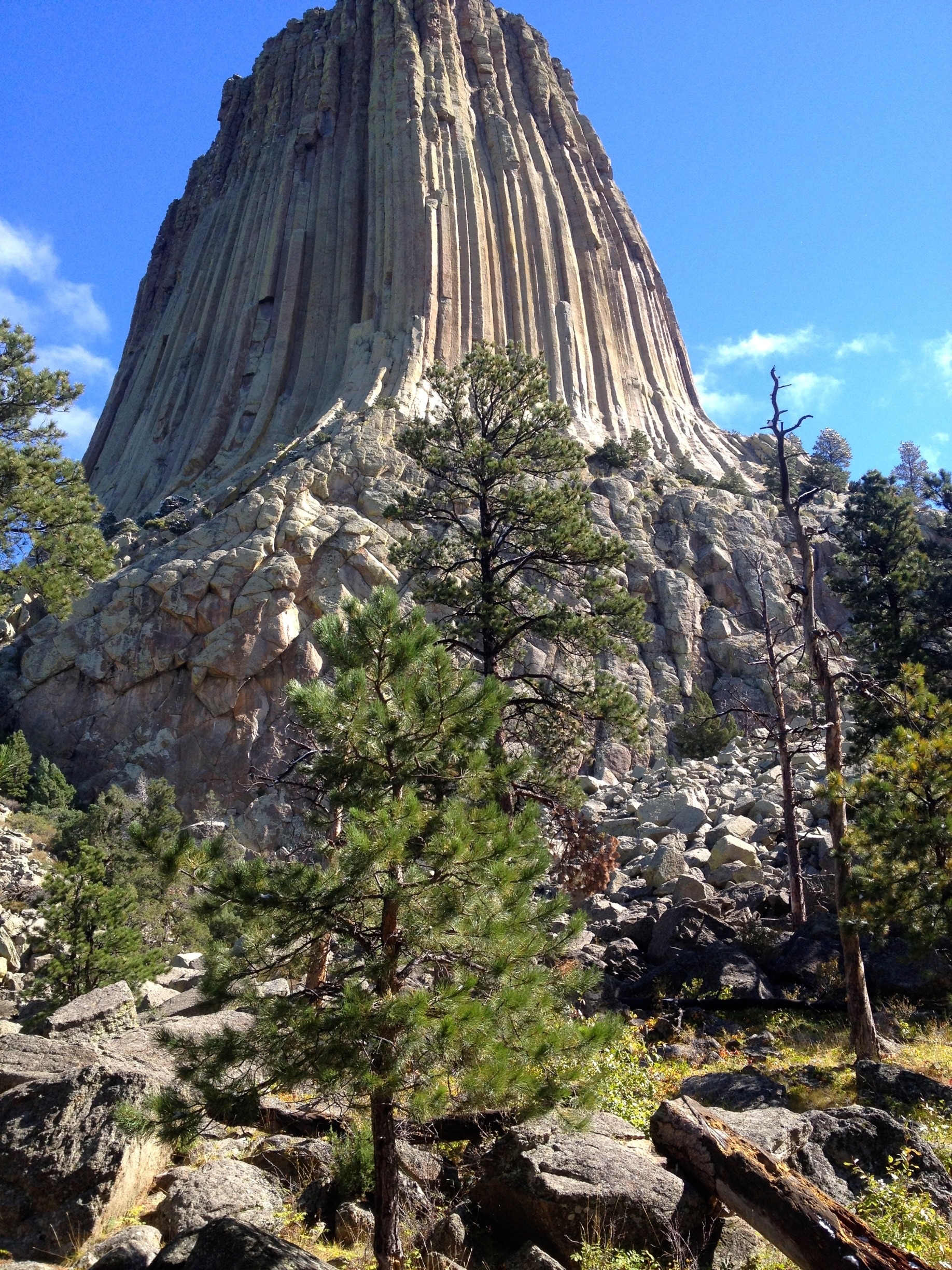 are dogs allowed at devils tower