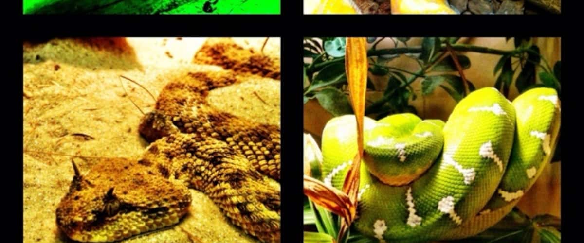 The reptile house is fascinating.