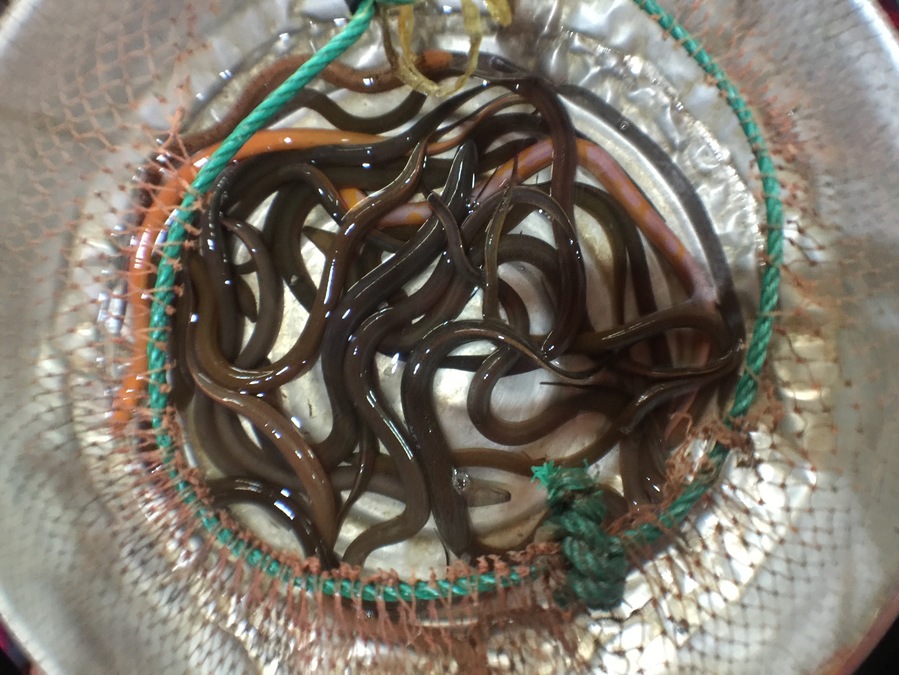 Baby eels kept alive to purchase at the #market outside of Chiang Mai, Thailand.