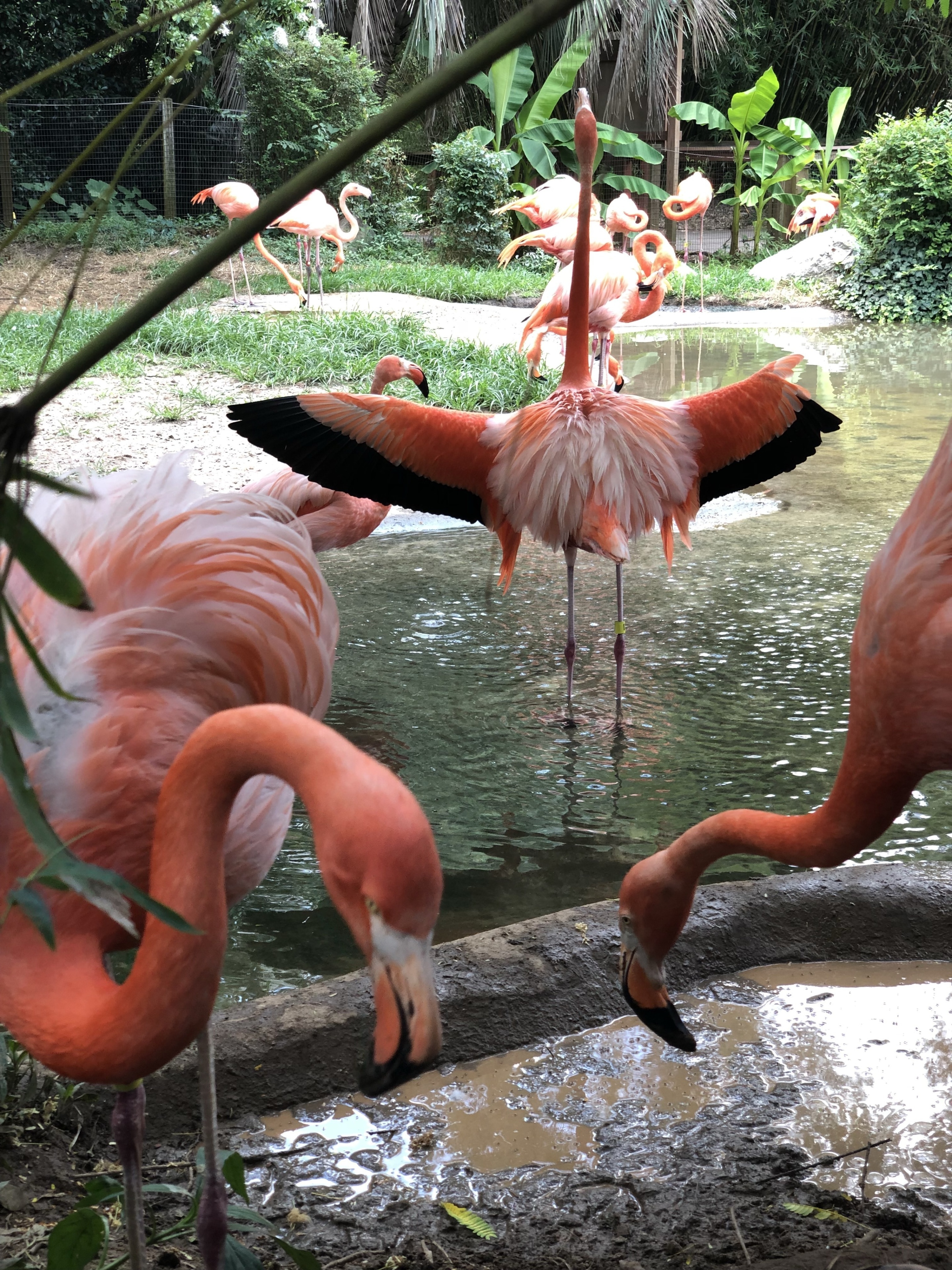 While most of the flamingos were busy, this one decided to show off #LifeAtExpedia