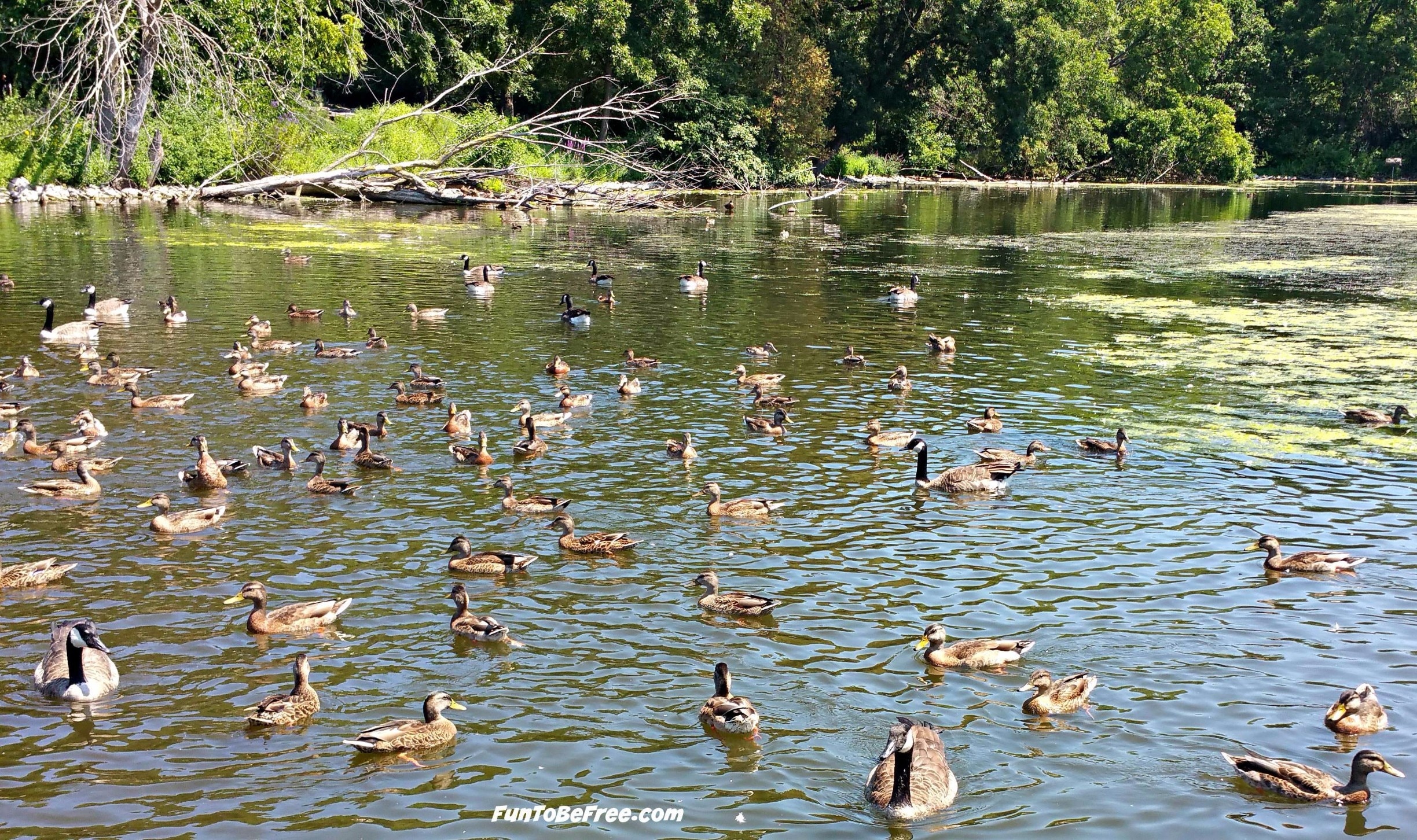 Bay Beach Wildlife Sanctuary (aire Protégée), Green Bay Location De ...