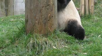 Panda bear in Wolong, China