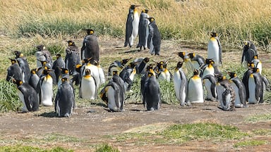 King Penguins at Parque Pingüino Rey in Bahia Inútil, Tierra del Fuego, Chile. A day trip from Punta Arenas, definitely worth it to see these magnificent birds in the wild.

#chile #tierradelfuego #southamerica #penguins #kingpenguins #wildlife