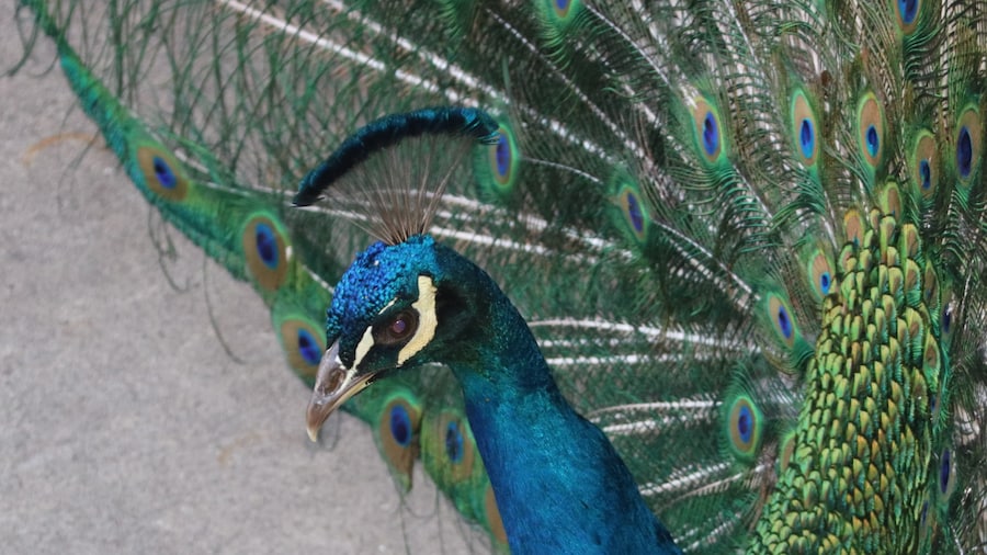 Los Angeles County Arboretum & Botanic Garden