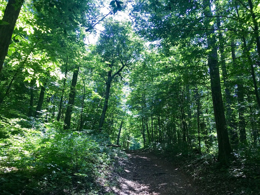 Hiking trail in the Shenandoah National Forest #Adventure