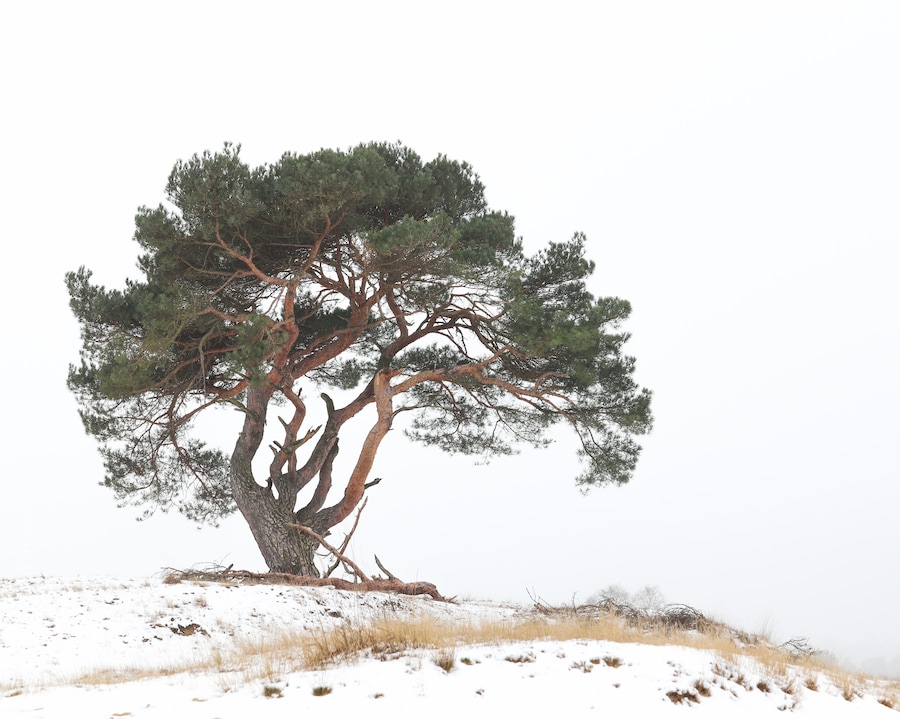 Amazing Natura2000 area, at my visit covered in snow but normally a huge area of sand dunes. Amazing woods, Heather and wildlife. #BvS100k