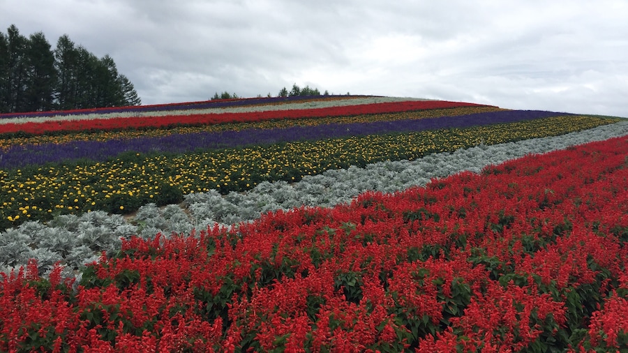 It's summer of the year again with the lovely of colours. A little cloudy weather.
#furano #16082016
# Hokkaido