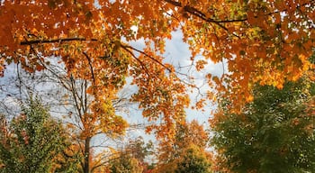 Monument Ave in the fall. 