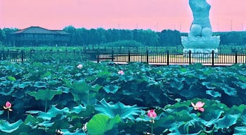 The Nymph of the Lotus pond in Suzhou, China.