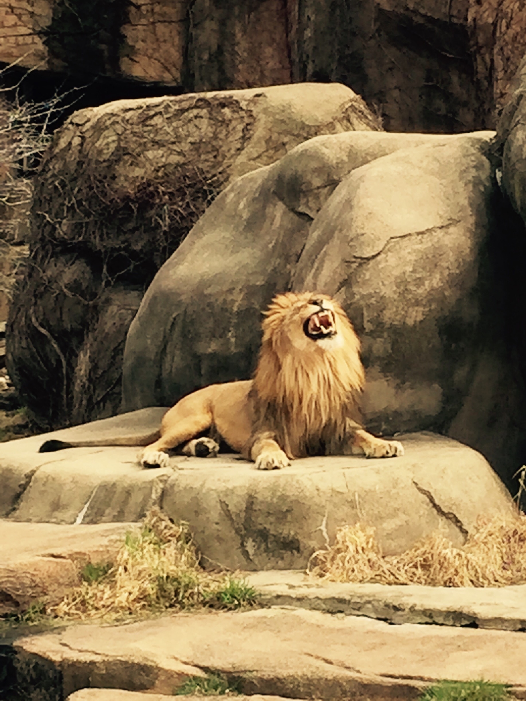 Lincoln Park Zoo in Lincoln Park - Tours and Activities | Expedia.ca