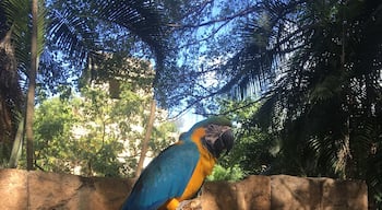 Blue and Gold Macaw. It's a large South American bird. They are very smart and can be taught tricks. 
#BlueandGoldMacaw