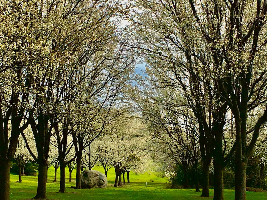 Spring beauty 🌸, make sure to stop and smell the flowers 🌸