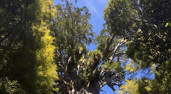 We saw Tane Mahuta. It's the tallest kauri tree in New Zealand. Measures 51.5 metres high and the Trunk girth is 13.8 metres
