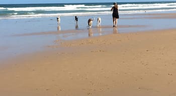 With the dogs at the local beach, beautiful sunny day