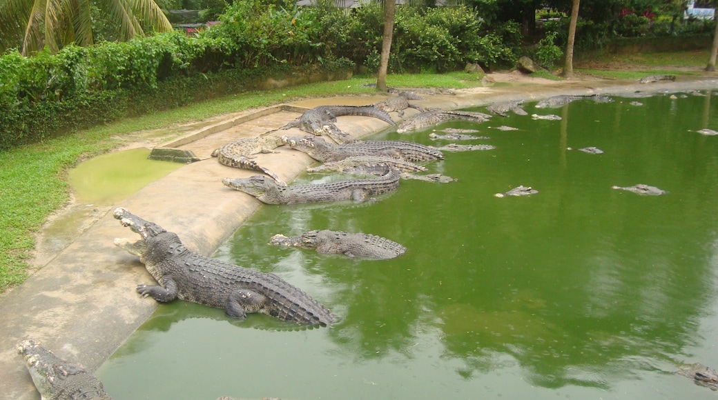 Langkawi Crocodile Farm, Langkawi, Kedah, Malaysia