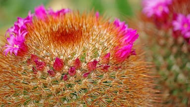 A beautiful botanical garden. Worth a visit if in the area.