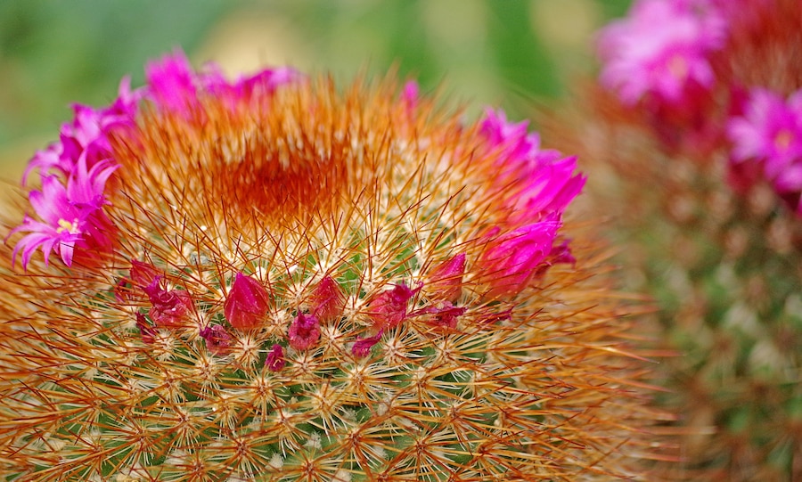 A beautiful botanical garden. Worth a visit if in the area.