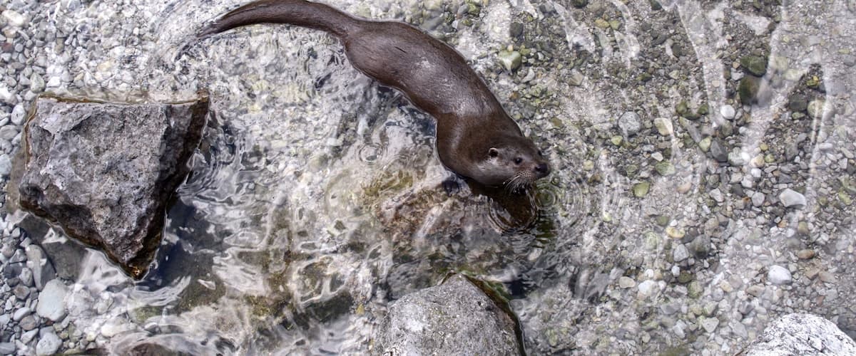 River otter
