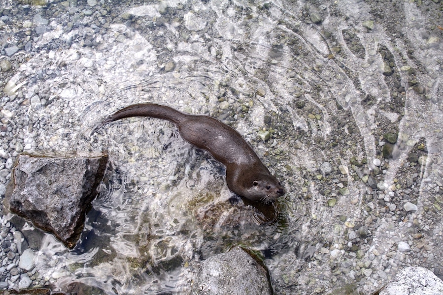 River otter