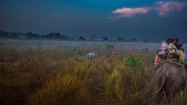 Elephant safari in Kaziranga National Park