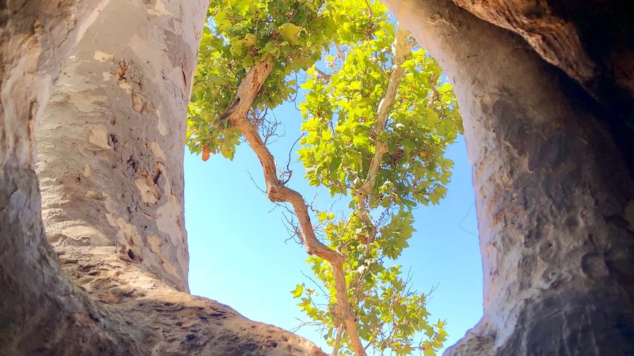 Sycamore Grove Park