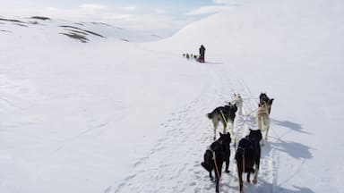 An old photo, from a dog sled tour I took with family members in Norway in 2007.  This was an epic experience and I highly recommend the service: http://www.roroshusky.no/