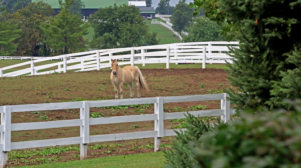 Kentucky Horse Park, Lexington, Kentucky, United States of America