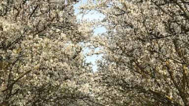 Acres and acres of Almond Trees flowering in Delano Farms this time of the year is such a striking beauty .